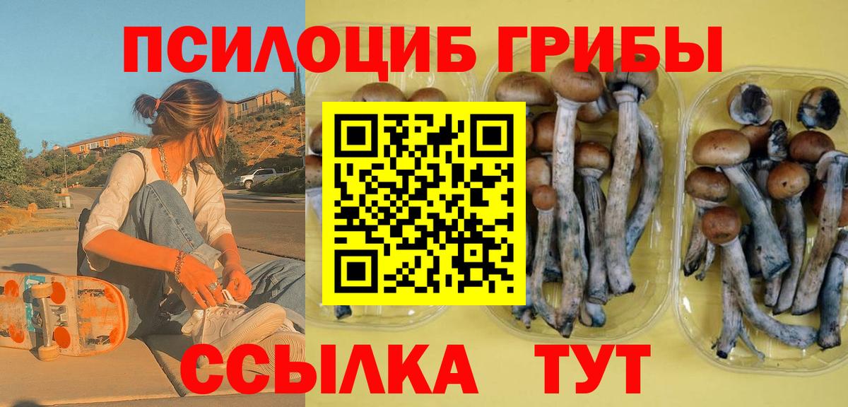 закладка  Кемерово  Псилоцибиновые грибы Psilocybine cubensis 